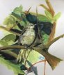 Little Bird