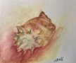 Study â€“ Shells #1