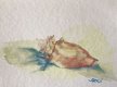 Study â€“ Shells #3